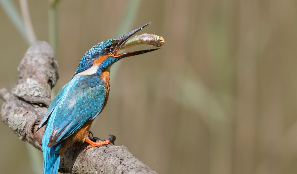 Обои ветка, природа, птица, рыба, зимородок, branch, nature, bird, fish, kingfisher разрешение 2687x1772 Загрузить