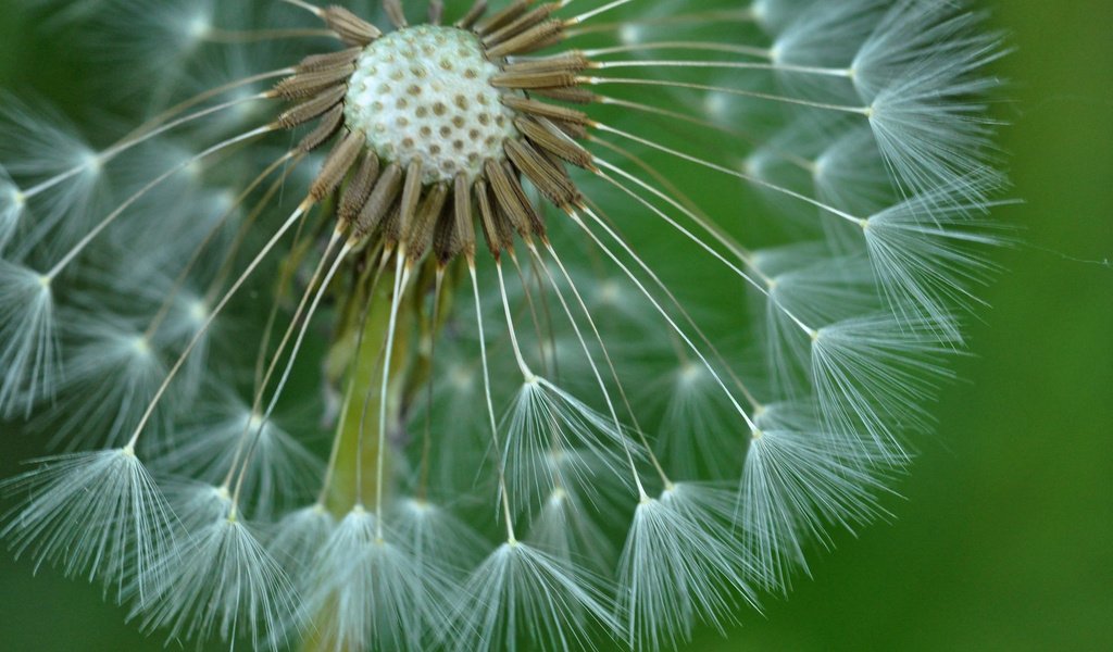 Обои природа, цветок, одуванчик, былинки, nature, flower, dandelion, blade разрешение 2048x1360 Загрузить