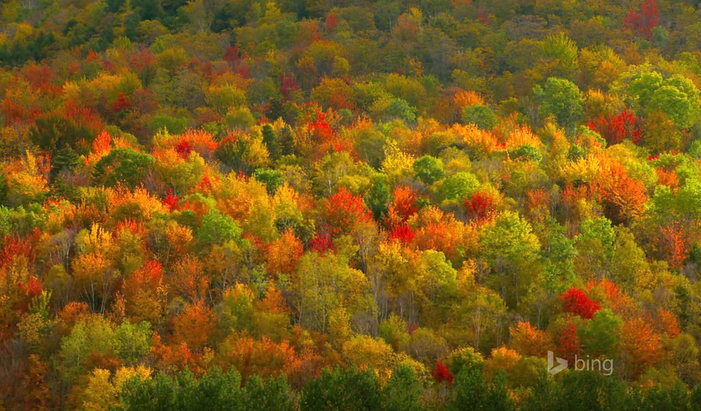 Обои деревья, цвета, лес, осень, trees, color, forest, autumn разрешение 1920x1200 Загрузить