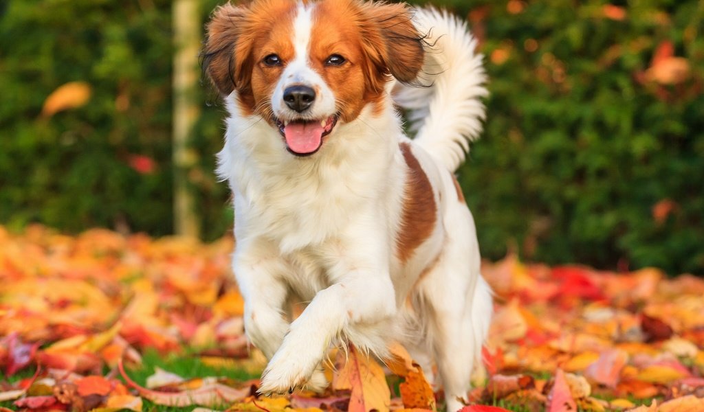 Обои листья, настроение, осень, собака, радость, коикерхондье, leaves, mood, autumn, dog, joy, kooikerhondje разрешение 2560x1707 Загрузить