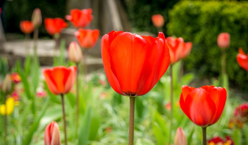 Обои природа, поле, лепестки, луг, тюльпаны, стебель, nature, field, petals, meadow, tulips, stem разрешение 2048x1212 Загрузить