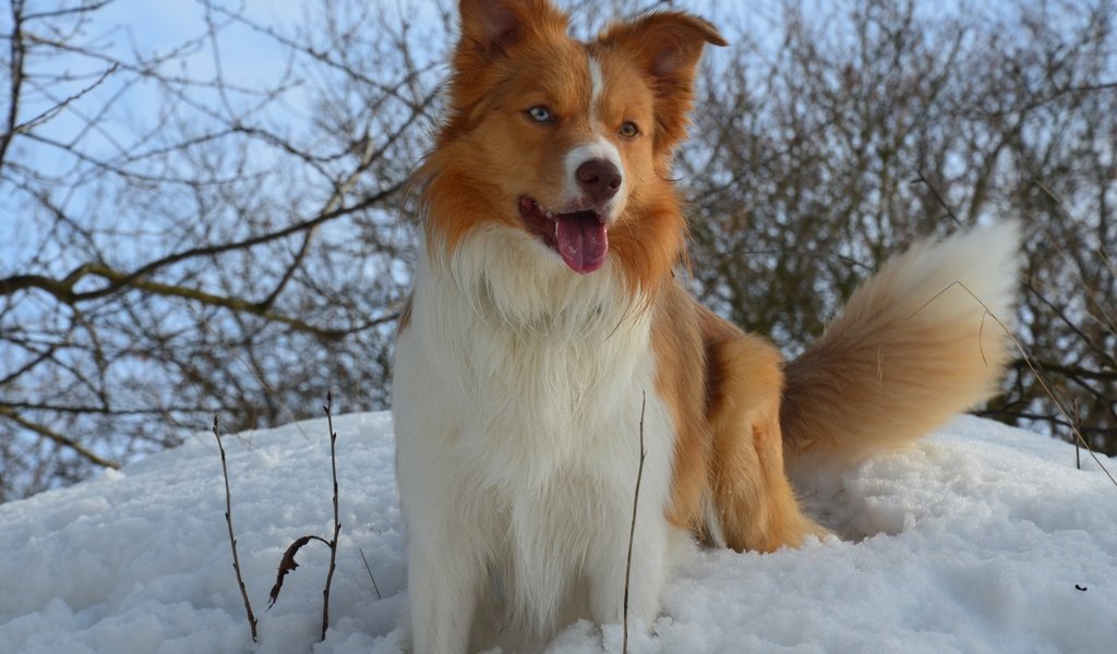 Обои снег, зима, собака, snow, winter, dog разрешение 3600x2384 Загрузить