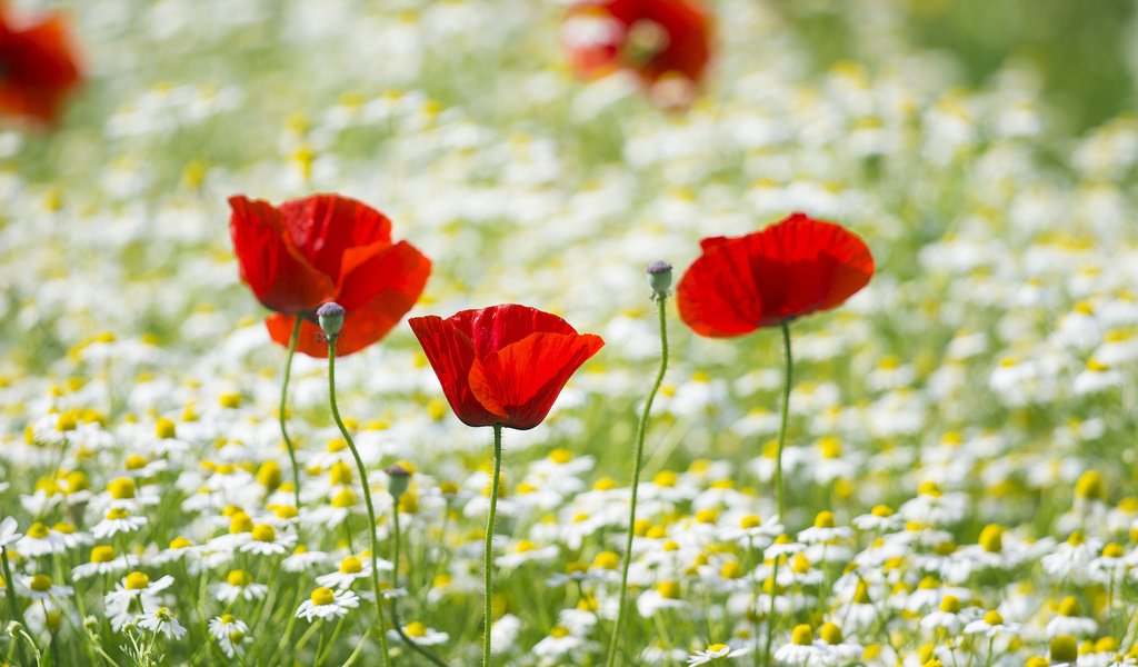 Обои поле, лепестки, маки, луг, ромашки, field, petals, maki, meadow, chamomile разрешение 2048x1365 Загрузить