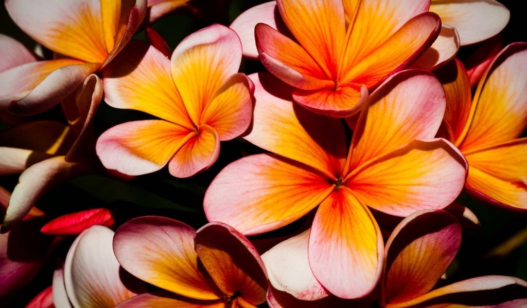 Обои цветы, природа, лепестки, растение, плюмерия, flowers, nature, petals, plant, plumeria разрешение 1920x1200 Загрузить