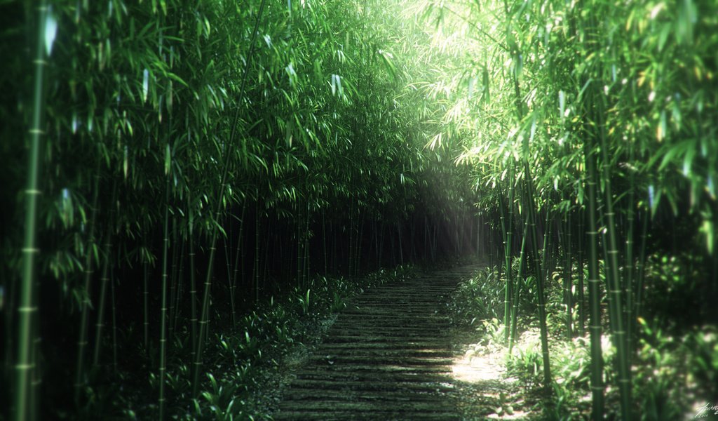 Обои природа, бамбук, заросли, 3д, nature, bamboo, thickets, 3d разрешение 1920x1080 Загрузить