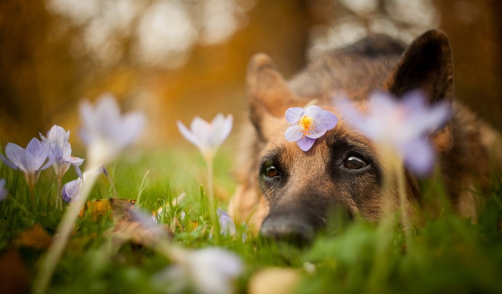 Обои цветы, природа, лето, взгляд, собака, друг, flowers, nature, summer, look, dog, each разрешение 2004x1321 Загрузить