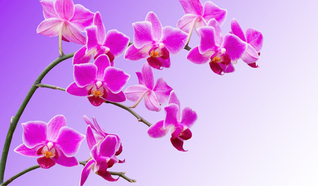 Обои цветы, ветки, лепестки, орхидеи, flowers, branches, petals, orchids разрешение 2048x1416 Загрузить