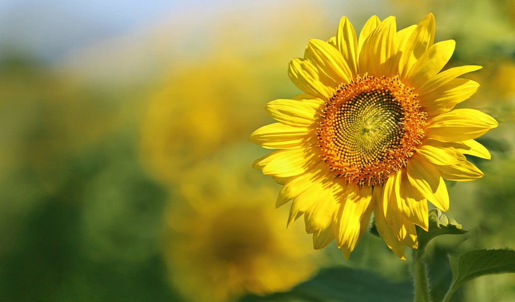 Обои листья, поле, лепестки, подсолнух, leaves, field, petals, sunflower разрешение 2048x1365 Загрузить