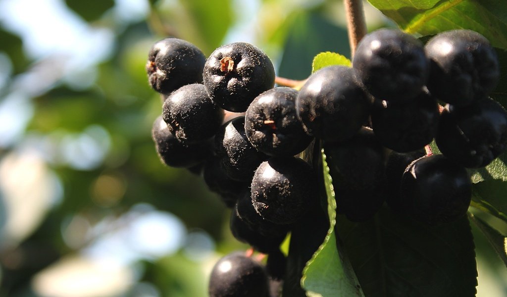 Обои ягоды, гроздь, рябина, арония, черноплодная, berries, bunch, rowan, aronia разрешение 2264x1509 Загрузить