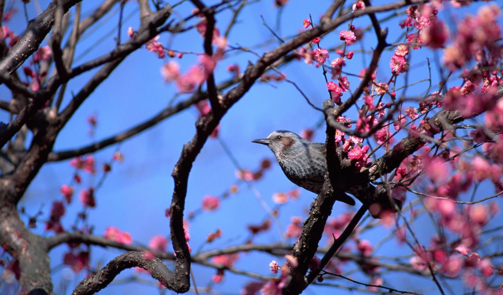 Обои небо, цветы, дерево, птица, весна, the sky, flowers, tree, bird, spring разрешение 2880x1620 Загрузить