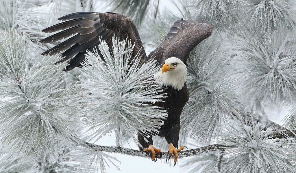 Обои ветка, зима, птица, орлан, ястреб, белоголовый, branch, winter, bird, orlan, hawk, bald разрешение 1920x1200 Загрузить