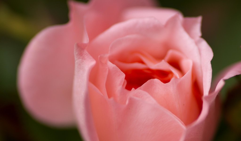 Обои макро, цветок, роза, лепестки, розовая, macro, flower, rose, petals, pink разрешение 2048x1360 Загрузить