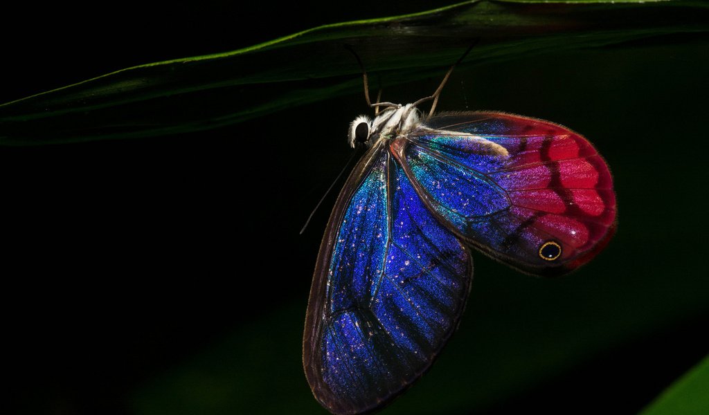 Обои ночь, бабочка, крылья, night, butterfly, wings разрешение 1920x1200 Загрузить
