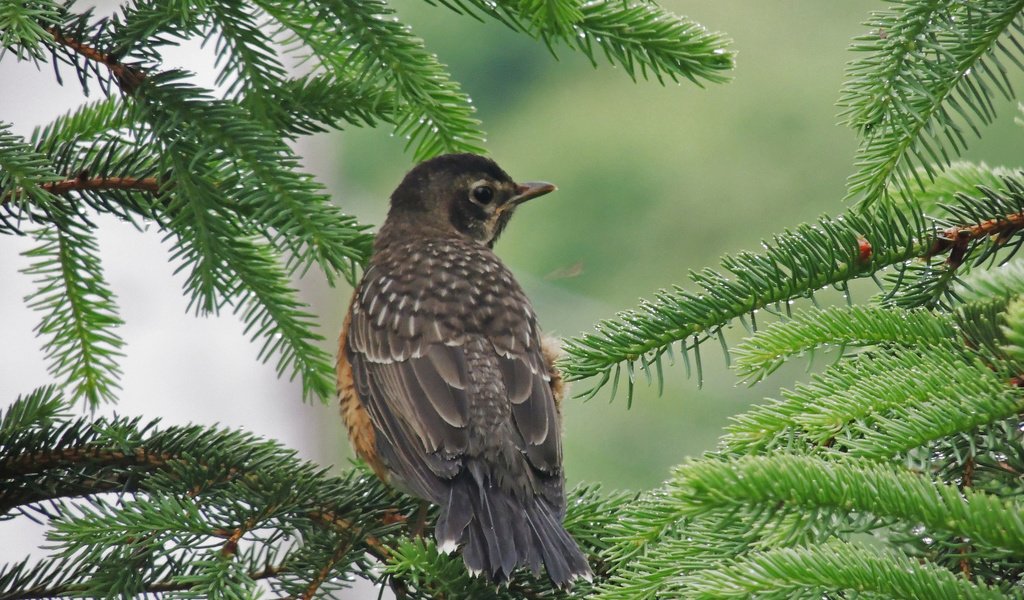 Обои природа, ветки, птица, клюв, ель, еловая ветка, nature, branches, bird, beak, spruce, spruce branch разрешение 2048x1536 Загрузить