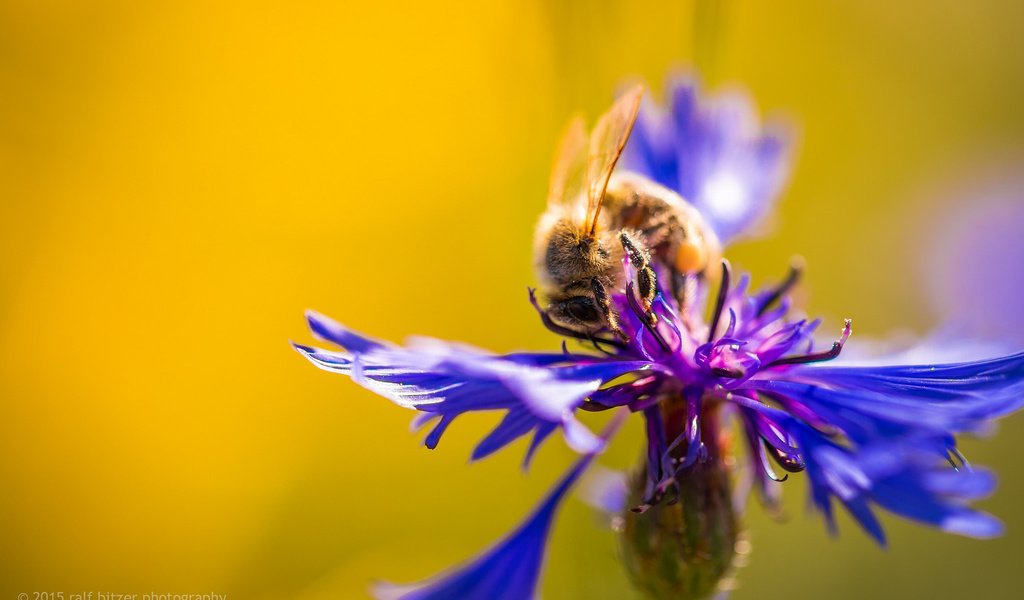 Обои макро, насекомое, цветок, пчела, василек, macro, insect, flower, bee, cornflower разрешение 2048x1365 Загрузить