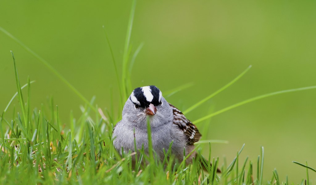 Обои трава, белый, птица, воробей, коронованный, grass, white, bird, sparrow, crowned разрешение 2048x1325 Загрузить