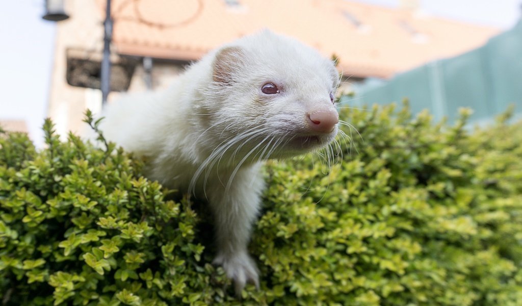 Обои фон, мордочка, белый, хорек, background, muzzle, white, ferret разрешение 2880x1976 Загрузить