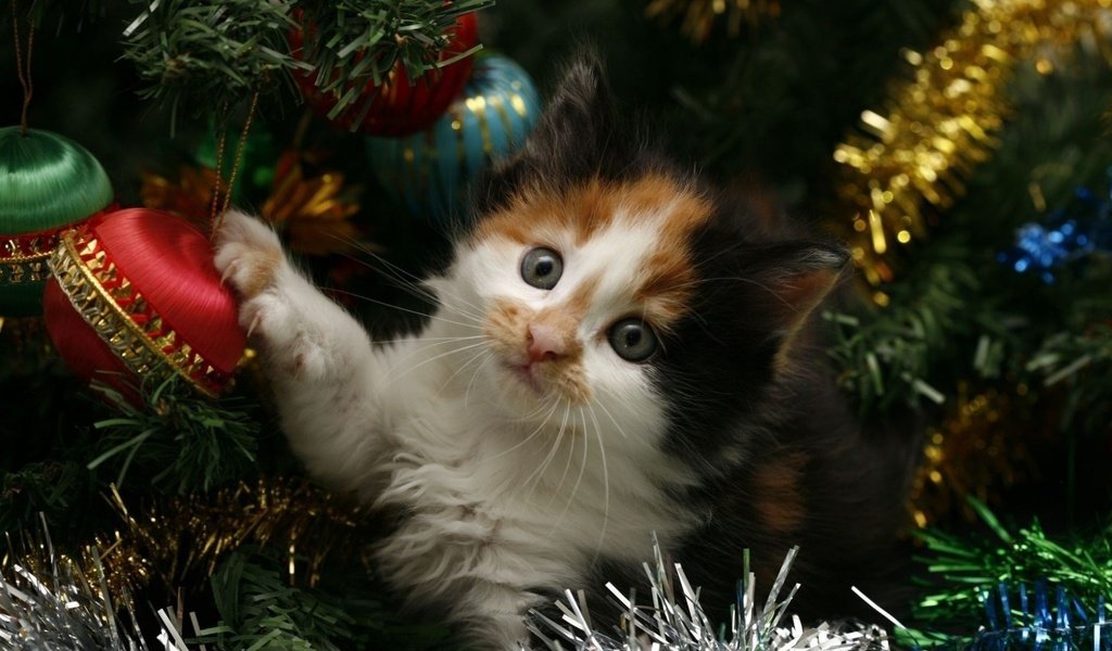 Обои новый год, елка, кот, кошка, котенок, праздник, мишура, new year, tree, cat, kitty, holiday, tinsel разрешение 1920x1200 Загрузить