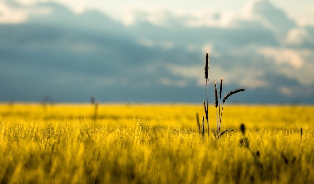 Обои горы, природа, фон, поле, лето, mountains, nature, background, field, summer разрешение 1920x1080 Загрузить