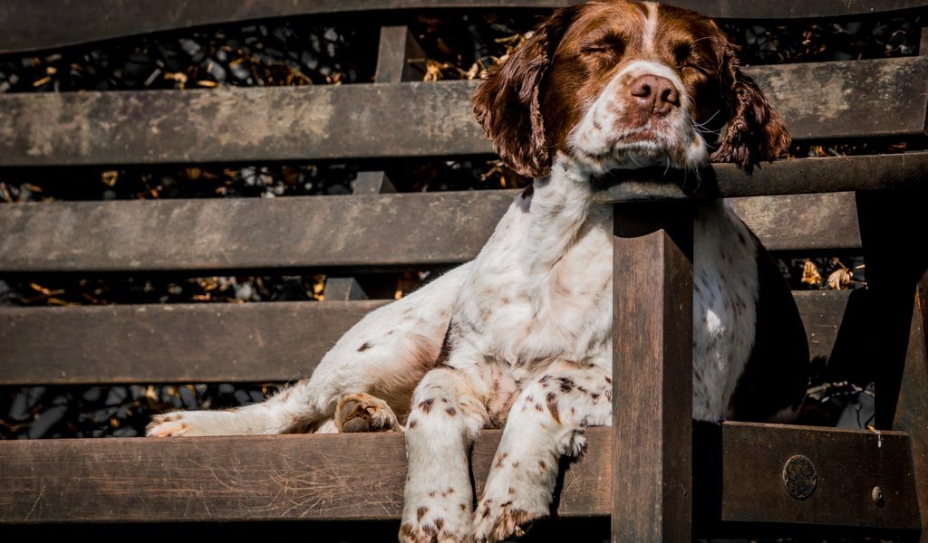 Обои собака, друг, скамья, сеттер, охотничья собака, dog, each, bench, setter, hunting dog разрешение 2880x1920 Загрузить