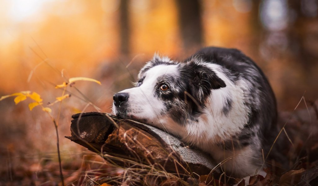 Обои морда, дерево, осень, собака, коряга, бордер-колли, face, tree, autumn, dog, snag, the border collie разрешение 2048x1234 Загрузить