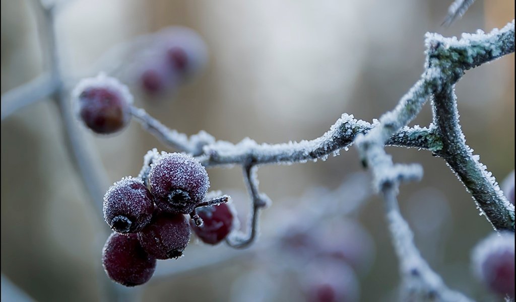 Обои ветка, природа, зима, макро, мороз, иней, красные, ягоды, branch, nature, winter, macro, frost, red, berries разрешение 1920x1200 Загрузить