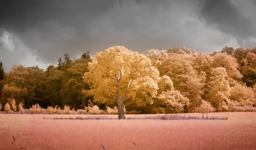 Обои деревья, природа, поле, цвет, trees, nature, field, color разрешение 1920x1200 Загрузить