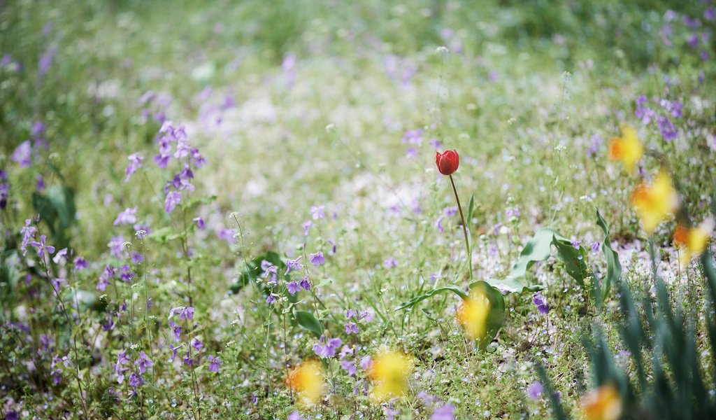 Обои цветы, трава, поле, луг, тюльпан, колокольчики, нарциссы, flowers, grass, field, meadow, tulip, bells, daffodils разрешение 2048x1365 Загрузить