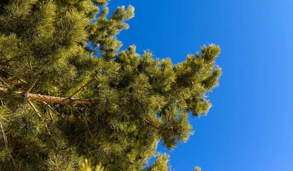 Обои небо, природа, ветки, ель, иголки, сосна, the sky, nature, branches, spruce, needles, pine разрешение 2880x1923 Загрузить