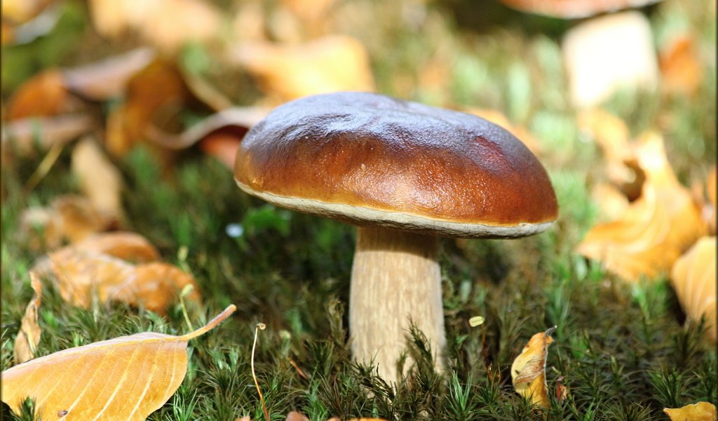 Обои листья, макро, осень, белый, гриб, leaves, macro, autumn, white, mushroom разрешение 5184x3456 Загрузить