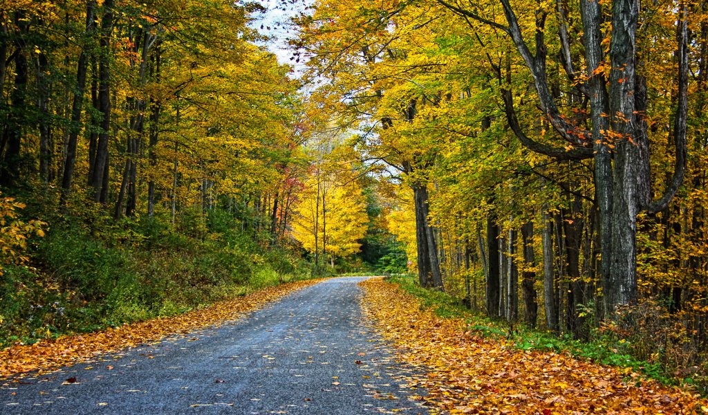 Обои дорога, деревья, лес, пейзаж, осень, road, trees, forest, landscape, autumn разрешение 3456x1853 Загрузить