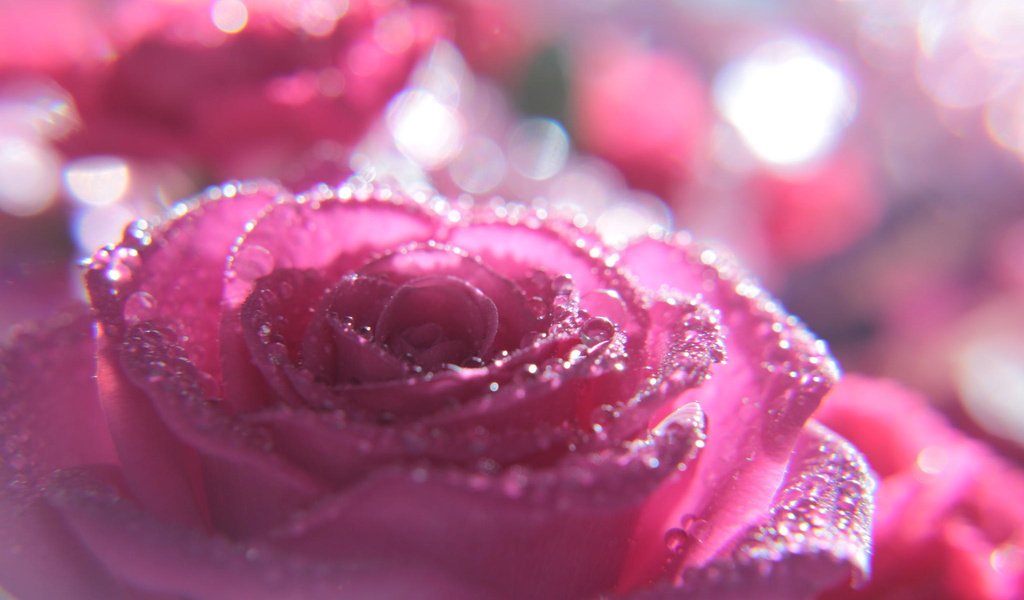 Обои макро, цветок, капли, роза, розовый, macro, flower, drops, rose, pink разрешение 2048x1365 Загрузить
