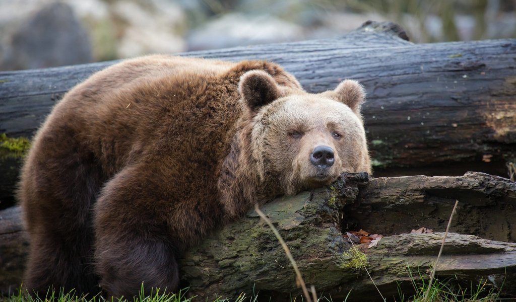 Обои дерево, медведь, отдыхает, отдых, ствол, дерева, медвед, tree, bear, resting, stay, trunk, wood разрешение 2048x1365 Загрузить