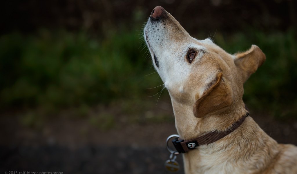 Обои собака, ошейник, ralf bitzer, dog, collar разрешение 2048x1365 Загрузить