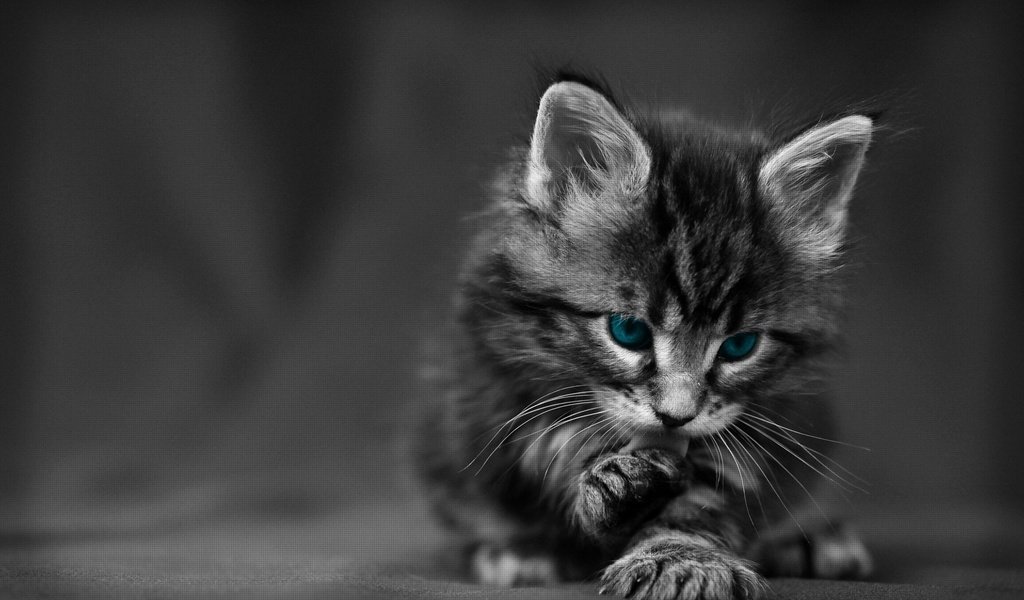 Обои кошка, котенок, пушистый, голубые глазки, cat, kitty, fluffy, blue eyes разрешение 1920x1200 Загрузить