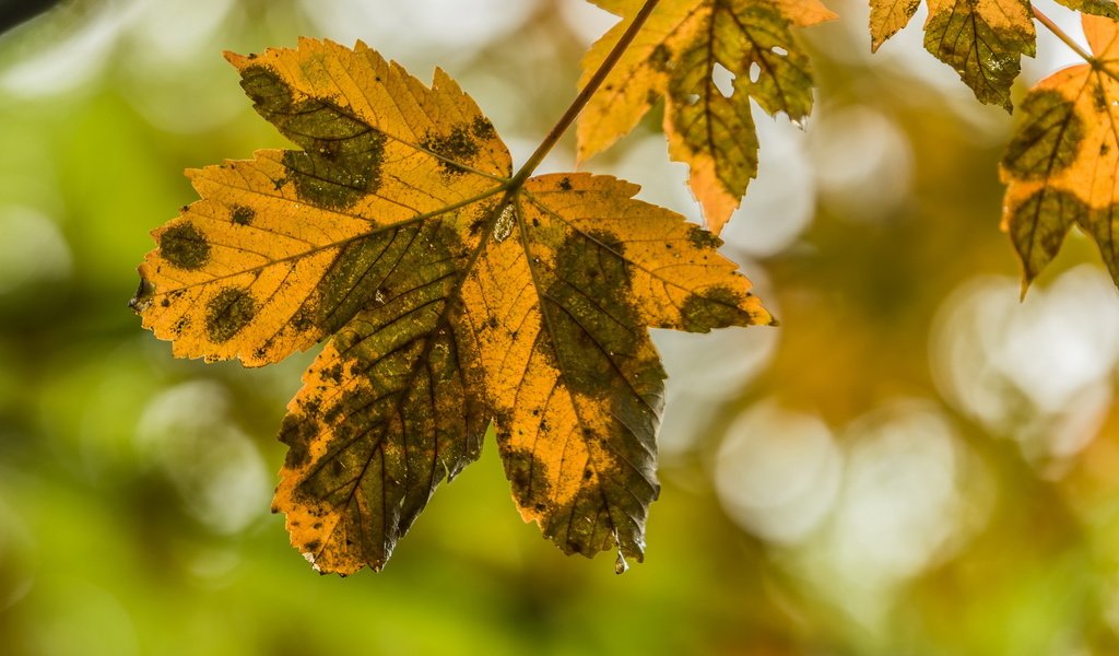 Обои природа, листья, осень, nature, leaves, autumn разрешение 2636x1440 Загрузить