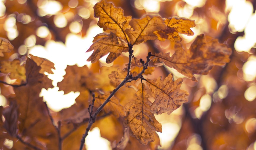 Обои желтый, листья, ветки, осень, yellow, leaves, branches, autumn разрешение 1920x1080 Загрузить