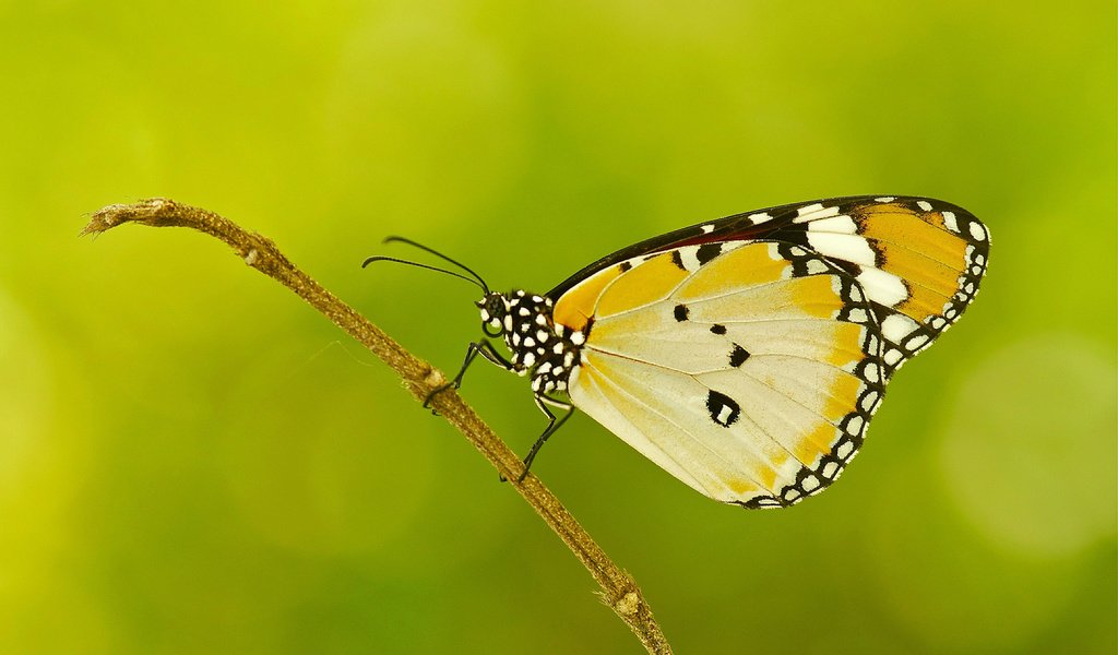 Обои насекомое, узор, бабочка, крылья, веточка, растение, мотылек, insect, pattern, butterfly, wings, sprig, plant, moth разрешение 2048x1360 Загрузить