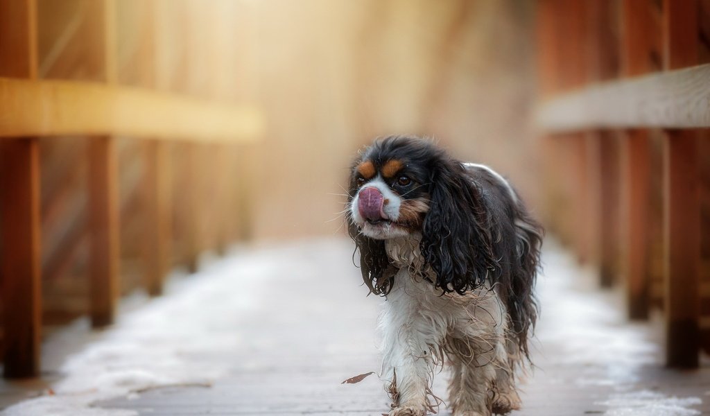 Обои взгляд, собака, друг, спаниель кинг чарльз, look, dog, each, spaniel king charles разрешение 2047x1290 Загрузить