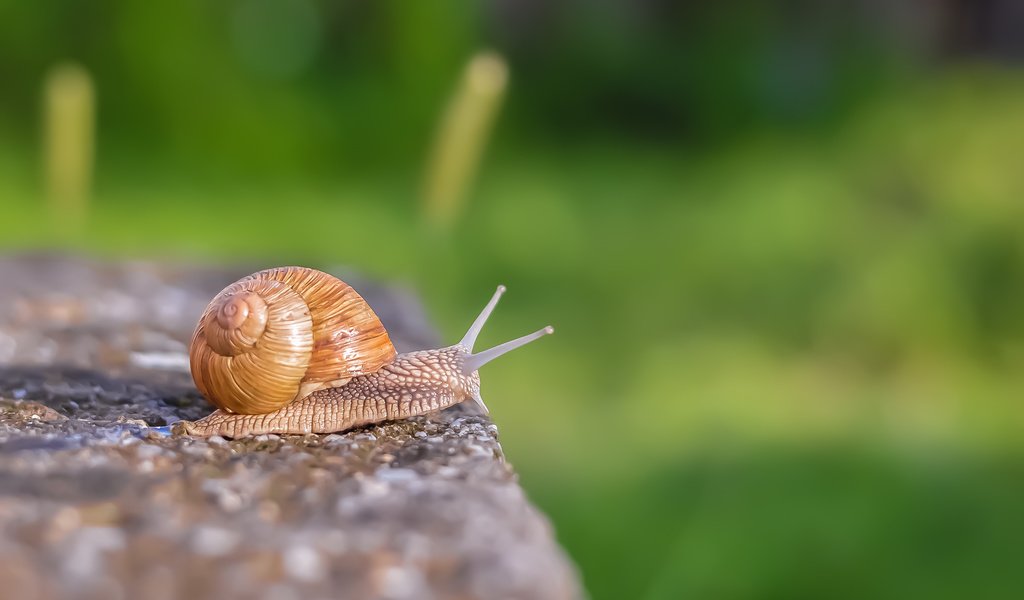 Обои макро, улитка, раковина, macro, snail, sink разрешение 3008x2000 Загрузить