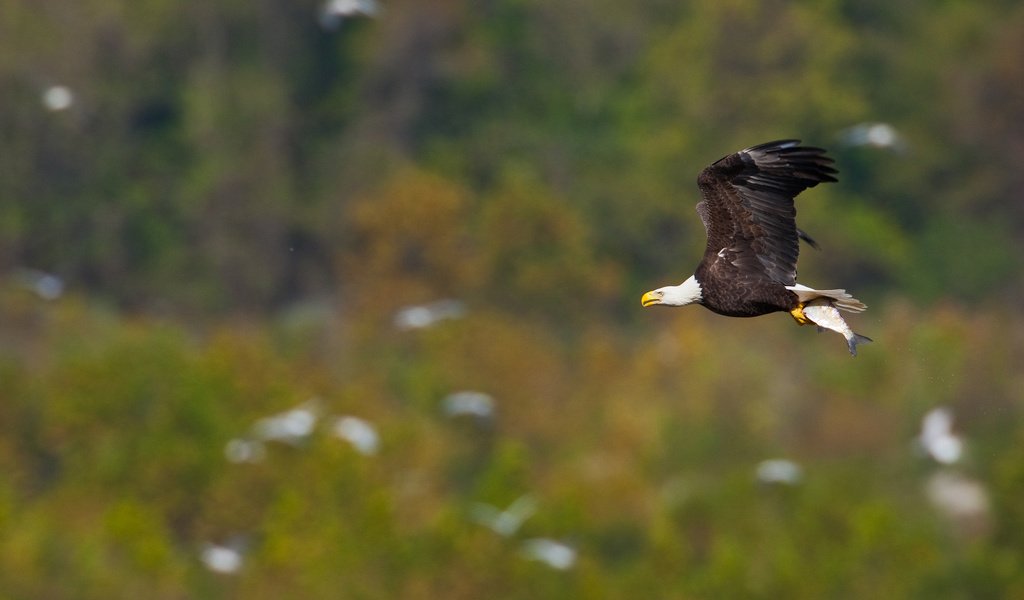 Обои полет, крылья, птица, рыба, белоголовый орлан, flight, wings, bird, fish, bald eagle разрешение 2048x1365 Загрузить