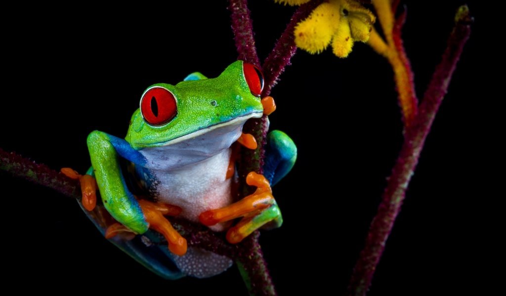 Обои цвет, лягушка, темный фон, контраст, color, frog, the dark background, contrast разрешение 2550x1720 Загрузить