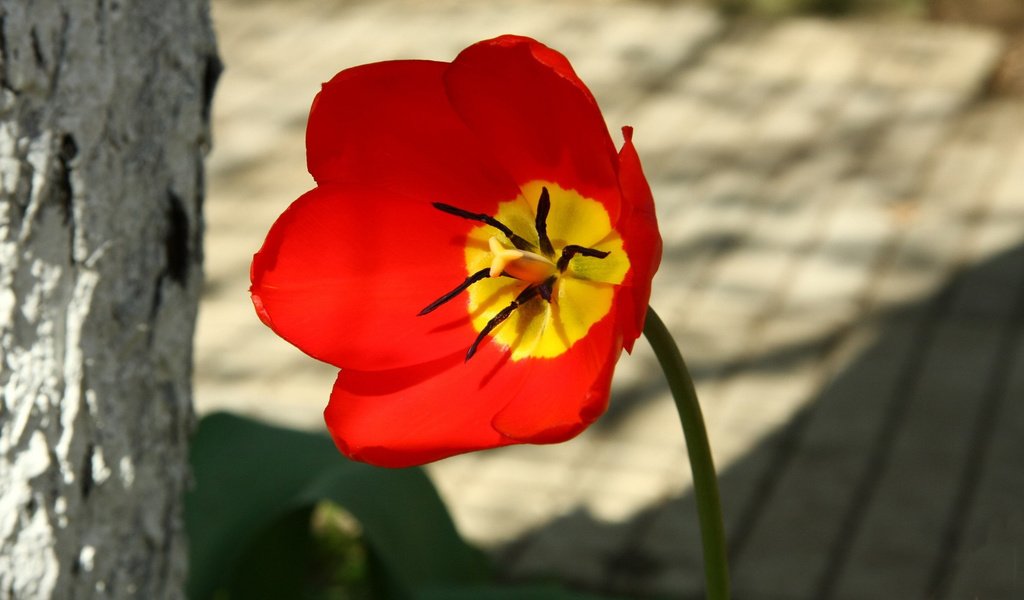 Обои цветок, лепестки, красный, тычинки, тюльпан, пестики, алый, flower, petals, red, stamens, tulip, pistils, al разрешение 1920x1080 Загрузить