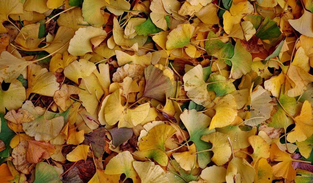 Обои природа, листья, осень, nature, leaves, autumn разрешение 1920x1277 Загрузить