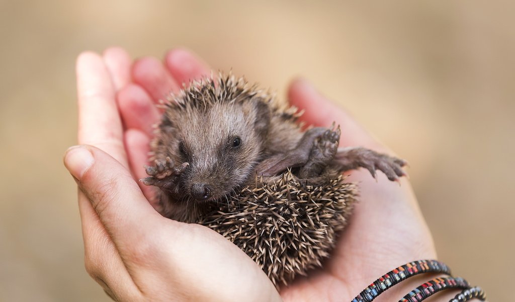 Обои глаза, лапы, руки, нос, ежик, еж, eyes, paws, hands, nose, hedgehog разрешение 2047x1258 Загрузить