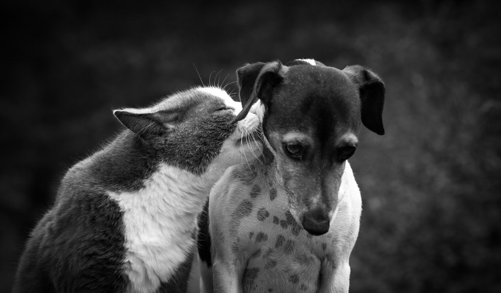 Обои кот, кошка, чёрно-белое, собака, дружба, друзья, cat, black and white, dog, friendship, friends разрешение 2048x1355 Загрузить