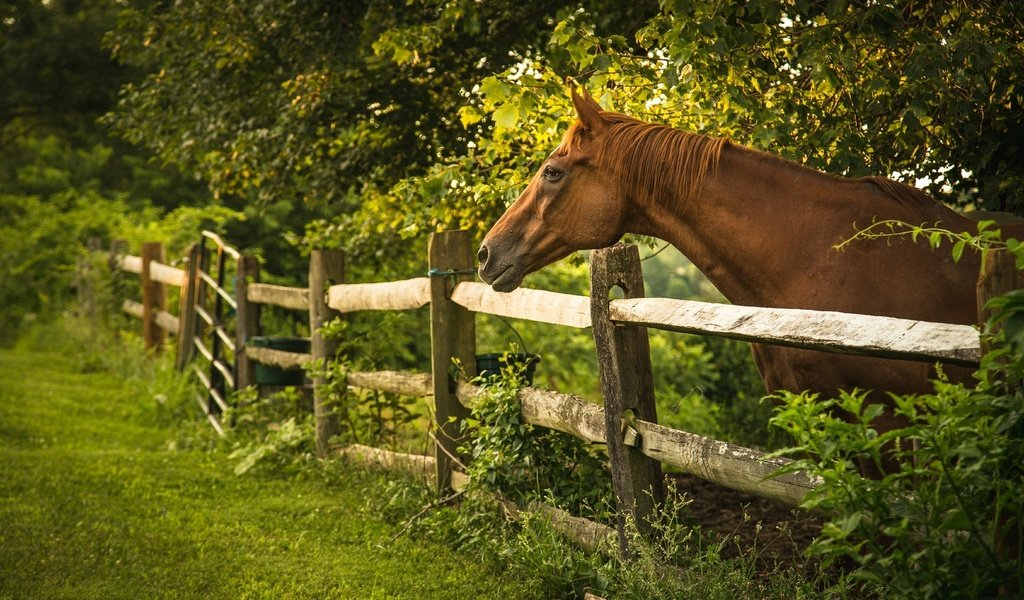 Обои лошадь, деревья, лето, забор, ограда, horse, trees, summer, the fence, fence разрешение 2048x1362 Загрузить