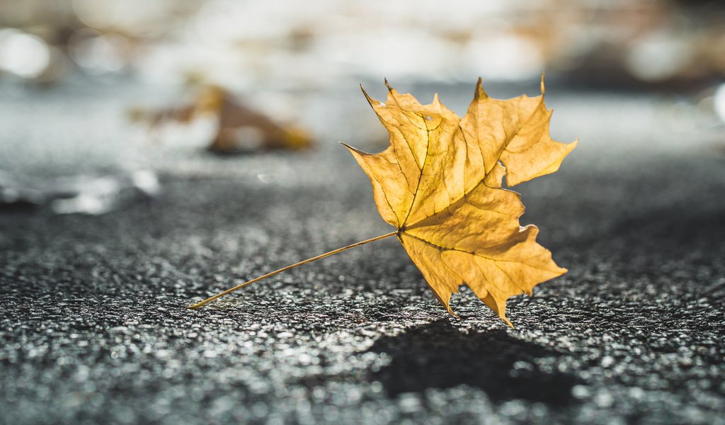 Обои природа, макро, осень, лист, размытость, тень, nature, macro, autumn, sheet, blur, shadow разрешение 4166x2777 Загрузить