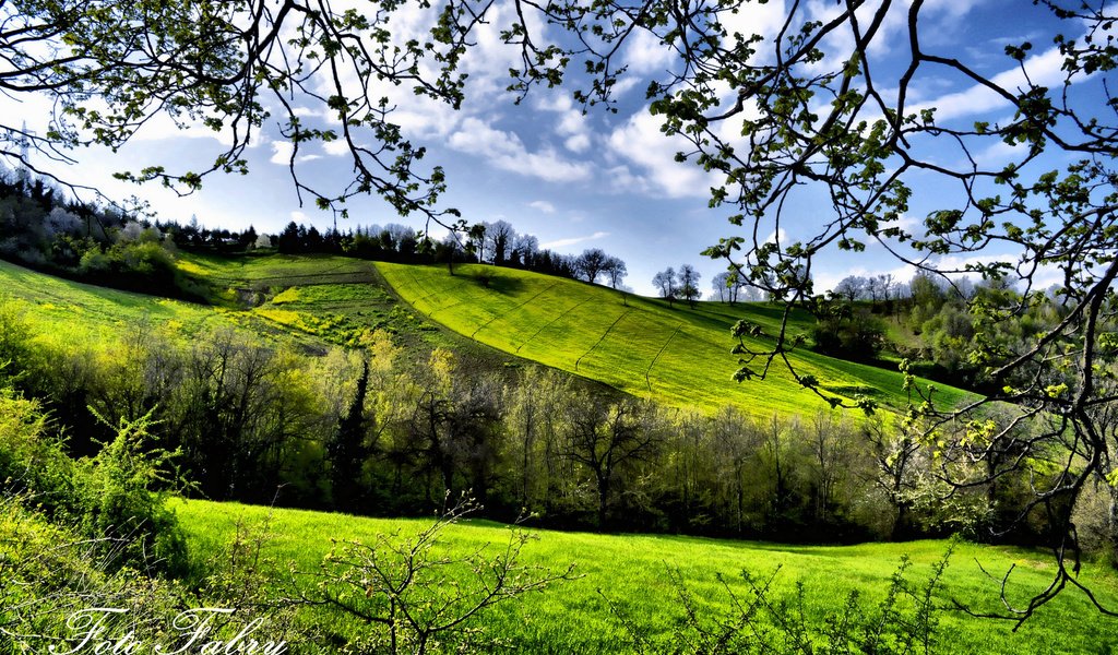 Обои деревья, зелень, поля, весна, trees, greens, field, spring разрешение 1920x1200 Загрузить