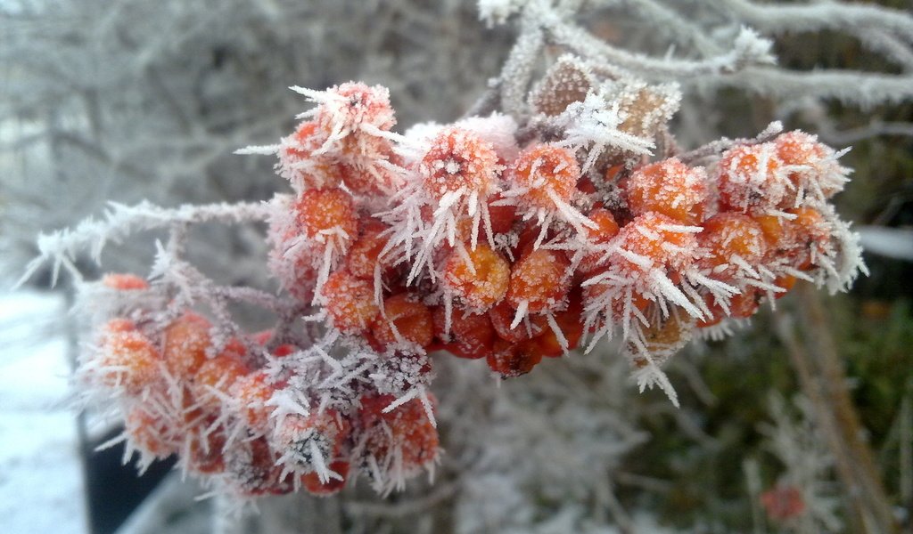 Обои зима, иней, рябина, winter, frost, rowan разрешение 2560x1600 Загрузить